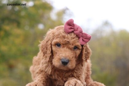 Mini Goldendoodle for Sale Dallas