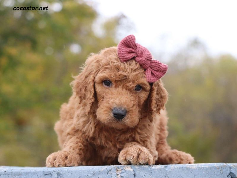 Mini Goldendoodle for Sale Dallas